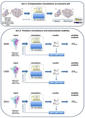 Up State of the SARS-COV-2 Spike Homotrimer Favors an Increased Virulence for New Variants